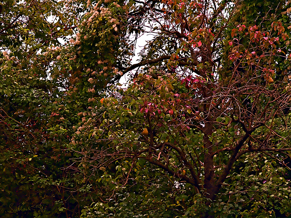 Das Bild der Kalenderwoche 08/40: „Herbstliches Dickicht mit Birnen”
