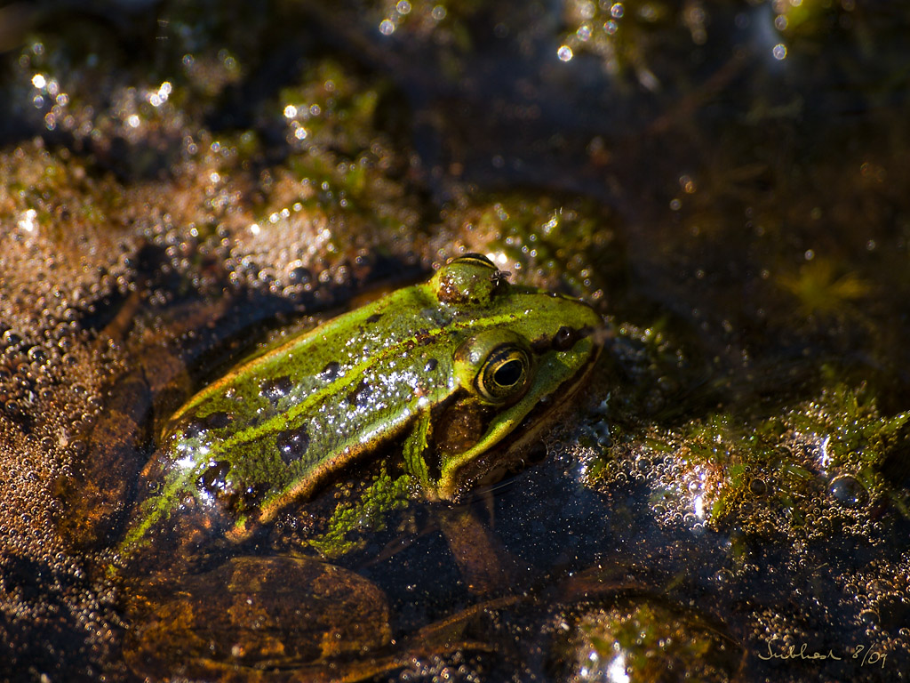 0931_frosch.jpg