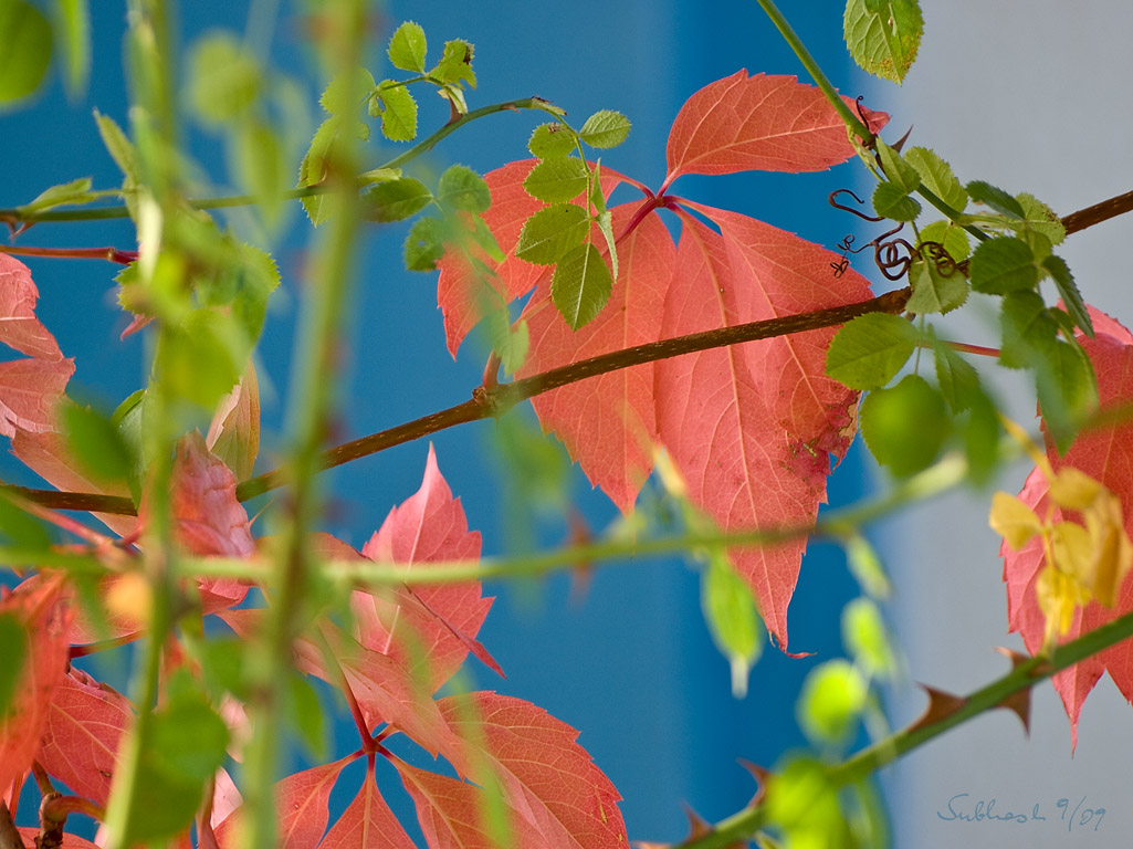 0939_herbstwein.jpg