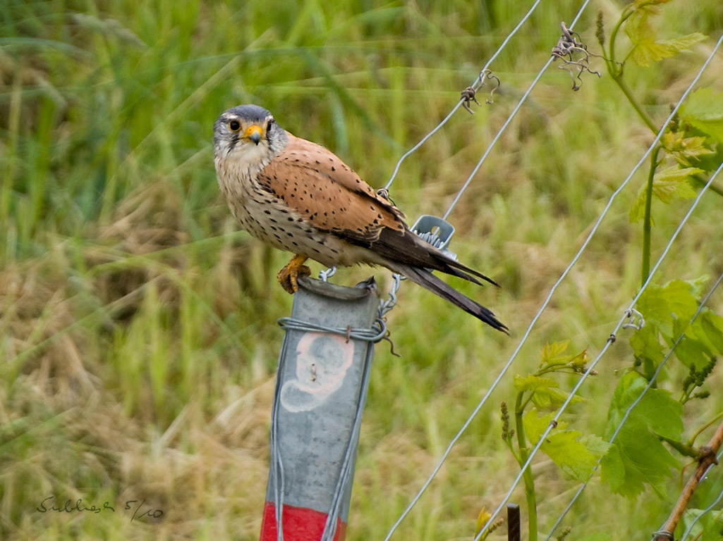 Das Bild der Kalenderwoche 10/20: „Turmfalke (Männchen)”