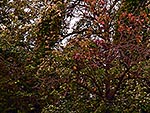 Thumbnail „Herbstliches Dickicht mit Birnen”
