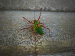 Thumbnail „Insekt”