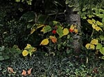 Thumbnail „Herbst”