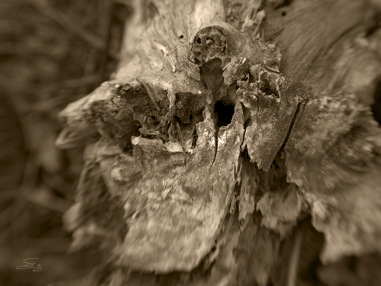 Holzschädel (Thermenregion)