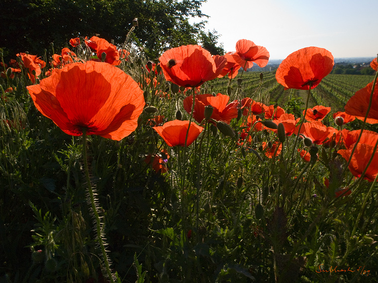 Wilder Mohn (Pfaffstätten, Thermenregion)