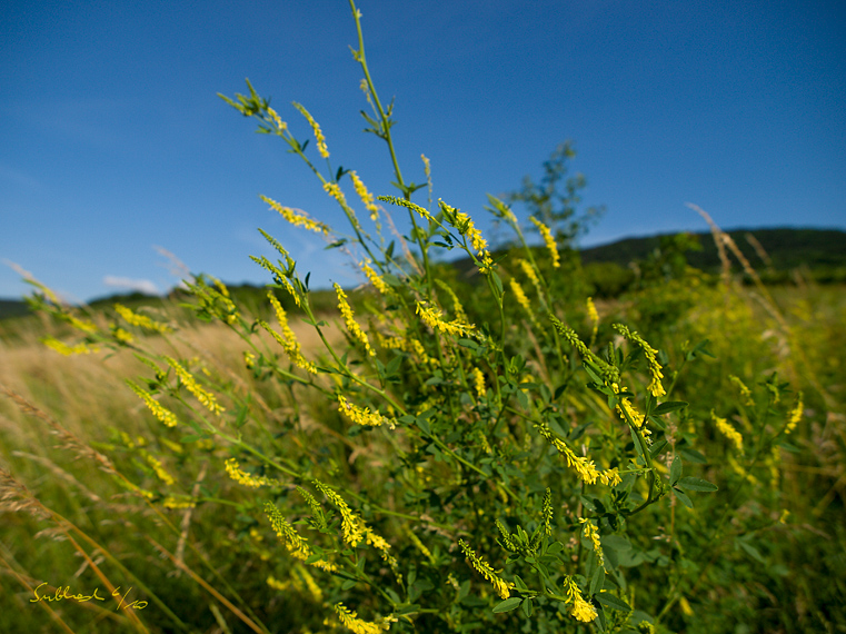 Geißklee (Pfaffstätten, Thermenregion)