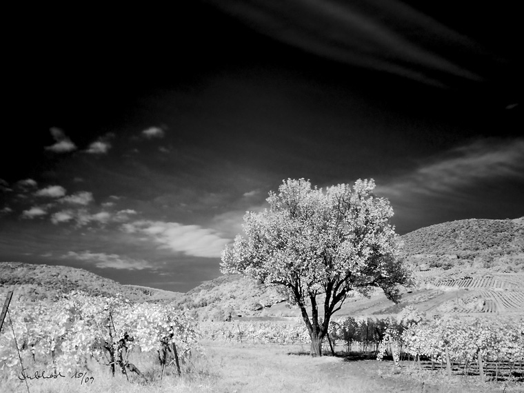 Mandelbaum (Pfaffstätten)