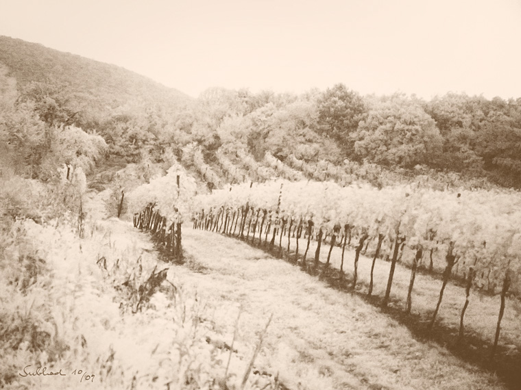 Herbstwein (Thermenregion)