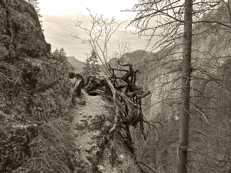 Wurzelstock (Ötschergräben)