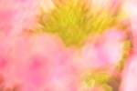 Veronika Wandl: „Phlox #117”