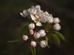 Subhash: „Baumblüte” („Sweet” 35 mm, Blende 2.8)