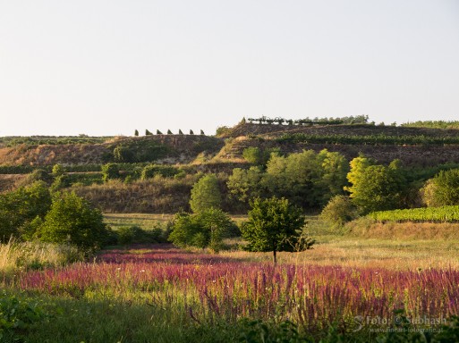 Subhash: „Weinberge bei Haugsdorf #790”