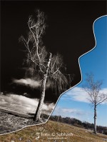 „Birke #172” vor und nach der Ausarbeitung