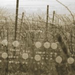 Subhash: «Burbujas de luz»