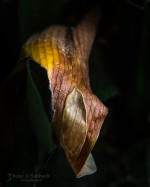 Subhash: „Clivia #2710”