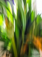 Subhash: „Clivia #5433”