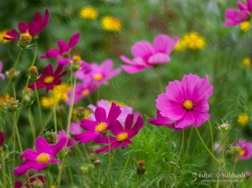 Subhash: „Cosmea #5804”