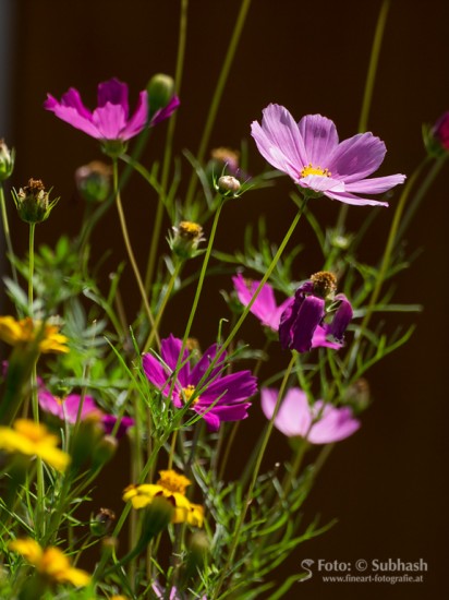 Subhash: „Cosmea #6117”