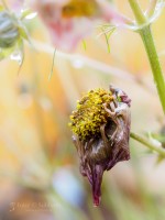 Subhash: „Cosmea #8566”