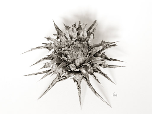 Subhash: „Thistle #9785”