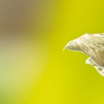 Subhash: „Dragonito – Der kleine Drache”