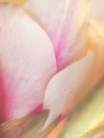 Subhash: «El gladiolo»