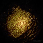 Subhash: „Experiment #510”