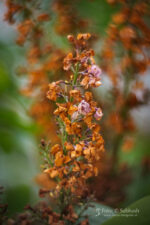 Subhash: „Flieder #4355”