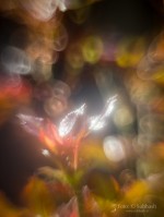 Subhash: «Primavera #6041»