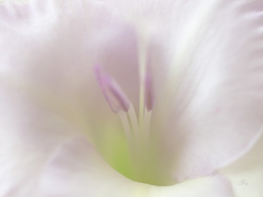 Subhash: „Gladiole #9893”