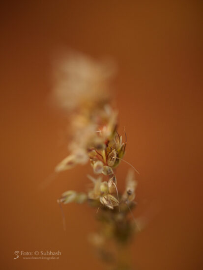 Subhash: „Gras #4418”