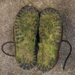 Subhash: „Grasbedeckt #5318”