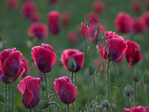 Subhash: „Hafer im Mohn #7751”