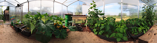 Interior view of a greenhouse