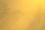 Subhash: «La neblina amarilla del sol #841»
