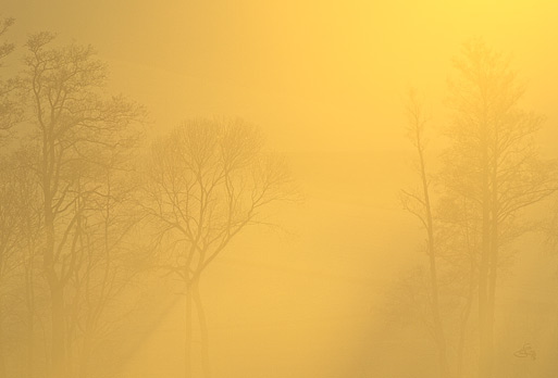 Subhash: «La neblina amarilla del sol #841»