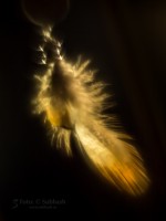 Subhash: «La pluma #1179»