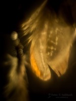 Subhash: «La pluma #1186»