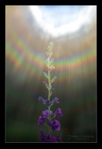 Subhash: „Lichtnahrung”