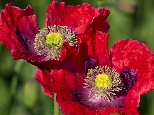 Subhash: „Mohn #7754”