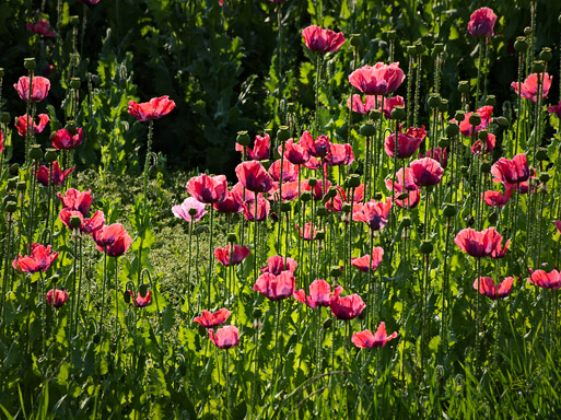 Subhash: „Mohn #7785”