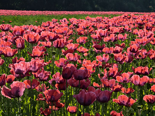 Subhash: „Mohn #7801”