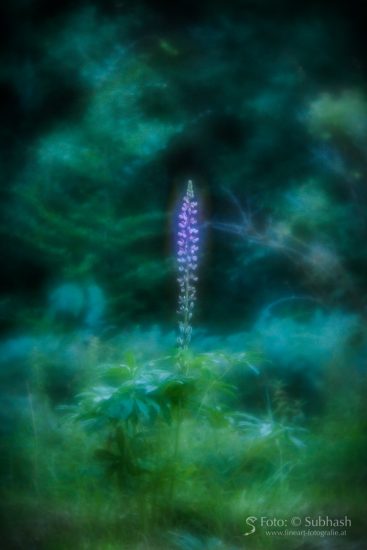 Subhash: „Nocturnale Lupin #8219”