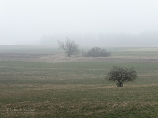 Subhash: „Nebel #184”