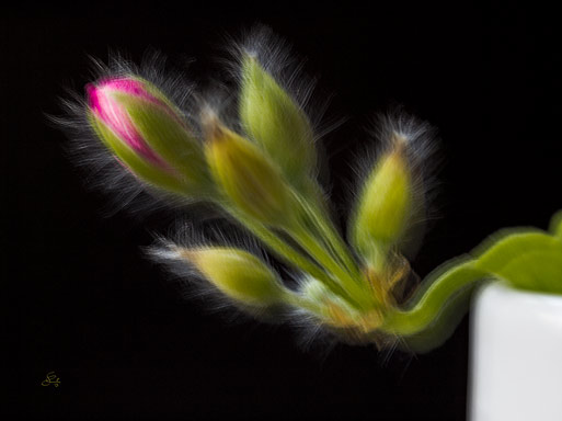 Subhash: “Bud of geranium #8061”