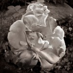 Subhash: «La rosa»