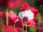 Mohn