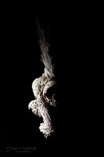 Zu kurz belichtet, daher war der verschluss zur Blitzzeit nicht vollständig geöffnet!