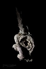 Subhash: „Schnecke #8150”