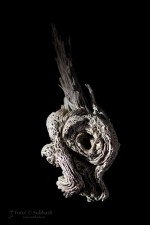 Subhash: „Schnecke #8151”